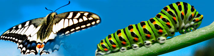 wachstum-und-wandel-philosophie_von-raupe-zum-schmetterlin Wachstum und Wandel - Philosophie von Eva Hönnecke, Businesscoach und Managementtrainerin für Führung und Vertrieb, Berlin