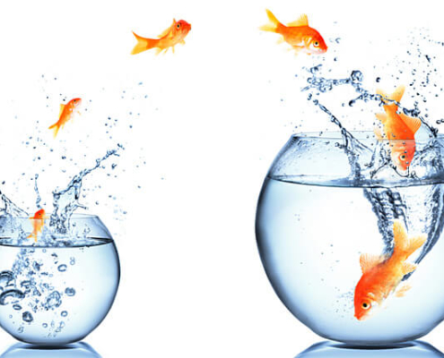 Neu als Führungskraft: Goldfische, die von einem kleinen in ein größeres Glas springen.