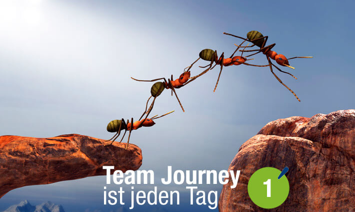 Blogbeitrag von Business Coach Eva Hönnecke: Team Journey ist jeden Tag, Teil 1 (Ameisen als Team)